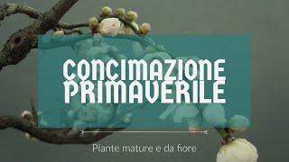 Concimazione PRIMAVERILE - Piante mature e Piante da fiore e frutto!