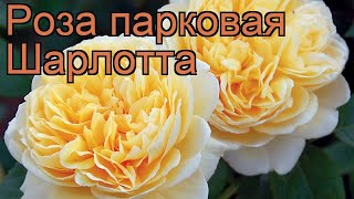 Роза парковая Шарлотта (rose paulus) ? роза Шарлотта обзор: как сажать саженцы розы Шарлотта