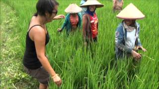 Trip Gourmand : La culture du riz - Indonésie - Ubud - Kuta Lombok