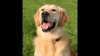 Søde Hunde Bileder