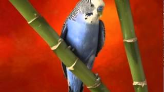 Пение волнистых попугаев . Singing budgies