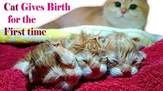 Cat Gives Birth For the First Time | ASMR | Too Cute