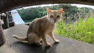 子猫に構っていたら、後ろから長毛猫が甘えてきた