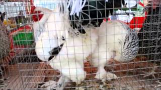 БЕЛАГРО 2013 Выставка породной птицы и голубей.