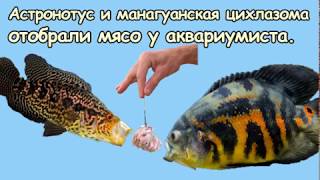 Астронотус и манагуанская цихлазома отобрали сачок с мясом у аквариумиста.