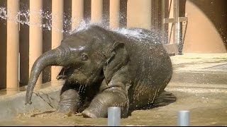 子供ゾウの水浴び part2 （泥まみれで水遊び） / 東山動物園