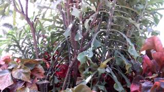 LG LTE 3 F260 test camera video