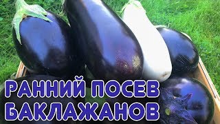 Ранний посев баклажанов