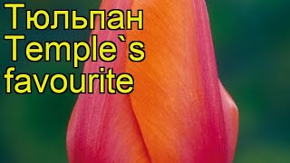 Тюльпан триумф Темпл Фаворит. Краткий обзор, описание характеристик Temple's favourite