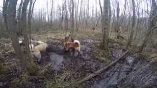 Охота на кабана с собаками (The Hunting of wild boar with dogs) GoPro HERO4 Black