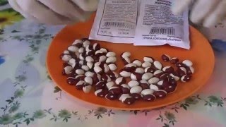 Посев в открытый грунт  бобовых культур   гороха, бобов и фасоли