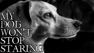 "My Dog Won't Stop Staring" Creepypasta