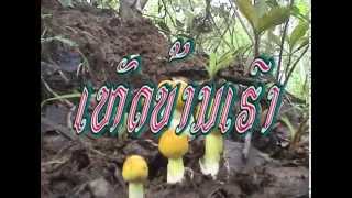 hed ban hao (Mushrooms of our home, Attapue Province in Laos)