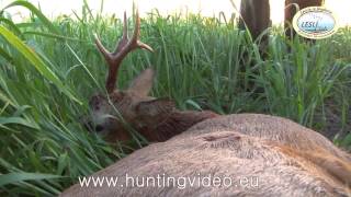 Roe Buck Hunting in Hungary Lesli Club (HD)