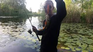 YO-ZURI 3D Popper в деле, река Коломак