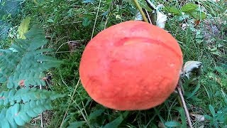 Збираємо Білі Гриби 2018 Собираем белые грибы 2018 Pick White Fungi 2018