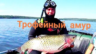 подводная охота в Башкирии.Трофейный Белый Амур!!!