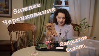 Зимнее черенкование I Закрытие Сезона I Сад Людмилы Кудасовой