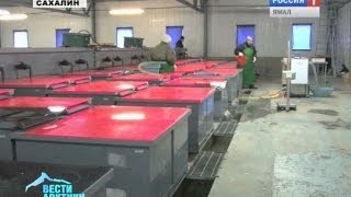 На Курилах активно восстанавливают рыбные запасы Заполярья