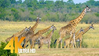 4K Ultra HD Video Wildlife of Maasai Mara 4К видео Дикая природа Африканского заповедника Масаи Мара