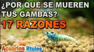 ¿POR QUÉ SE MUEREN MIS GAMBAS? ☠️ Los SECRETOS que debes saber