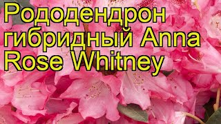 Рододендрон гибридный Анна Роуз Уитни. Краткий обзор, описание rhododendron Anna Rose Whitney