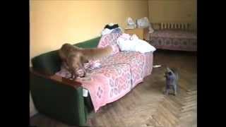Кот и лиса - вечные соперники, друзья кот и лиса