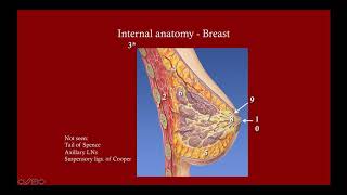 Breast Masses (Updated 2018) - CRASH! Medical Review Series