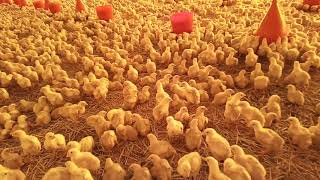 تربية الدجاج مرحلة نمو عمرو 3أيام  Damraj Poulet