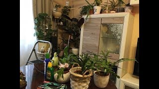 ДЕКАБРИСТЫ. ПОЧЕМУ НЕ ЦВЕТУТ. ОБЗОР КОМНАТНЫХ  РАСТЕНИЙ. УХОД. ПОДКОРМКА. 2020.