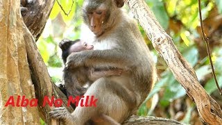 Alba No Milk Baby | Screaming Hungry Poor Alba | Mother Weaning Baby | Monkey App