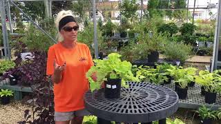 Kiefer Landscaping - Citronelle Coral Bell