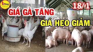 Giáp tết: giá gà tăng vù vù còn giá heo lại giảm nhiệt