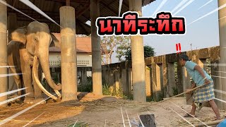 นาทีระทึก!! กวาดขี้ทองใบ ทำท่าไม่พอใจ สาเหตุที่ต้องตัดงา!?