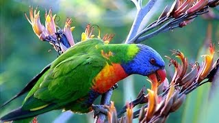 Самые красивые животные и птицы мира.