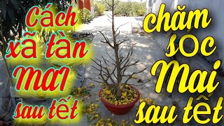 Cách xã tàn Mai vàng sau tết  .Cách Chăm sóc mai vàng sau tết
