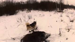 Охота на кабана! Трофей добыт