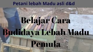 Cara Budidaya Lebah Madu Pemula
