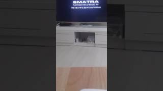 스마트라 TV 올레TV 리모콘 연동 테스트