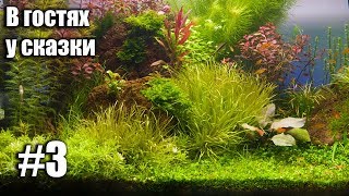 В гостях у сказки 3.  Природный аквариум, акваскейп, nature aquarium