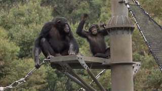 多摩動物公園　チンパンジー村 2018年10月 (Chimpanzee Village in Oct., 2018)