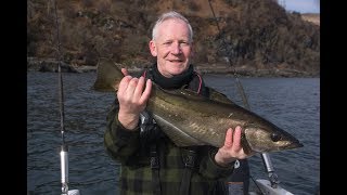 Spring Pollack from Mull