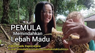 Cara Memindahkan Lebah Madu Tanpa Menangkap Ratunya
