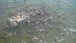 ну очень много рыбы
