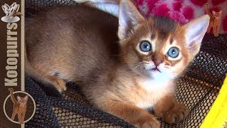 Маленькие абиссинские котята, посмотрите, что они творят! [kotopurrs]