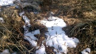Браконьерство в Орловской области и бездействие Эконадзора