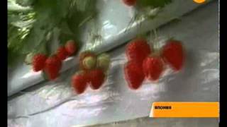 Япония. Противоречивые данные о радиации