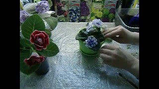 У ФИАЛКИ ГОЛЫЙ СТЕБЕЛЬ !!! Привожу её в порядок. Красотка ?