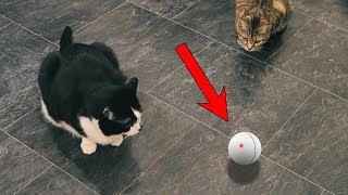 Slightly Strange Cat Toy