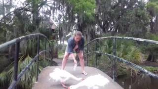 Русская девушка наказывает гусей. Russian Girl Girl Punishes Geese. New Orlean, Mississipi